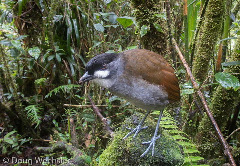 Jocotoco Antpitta _F5A1952-3.jpg